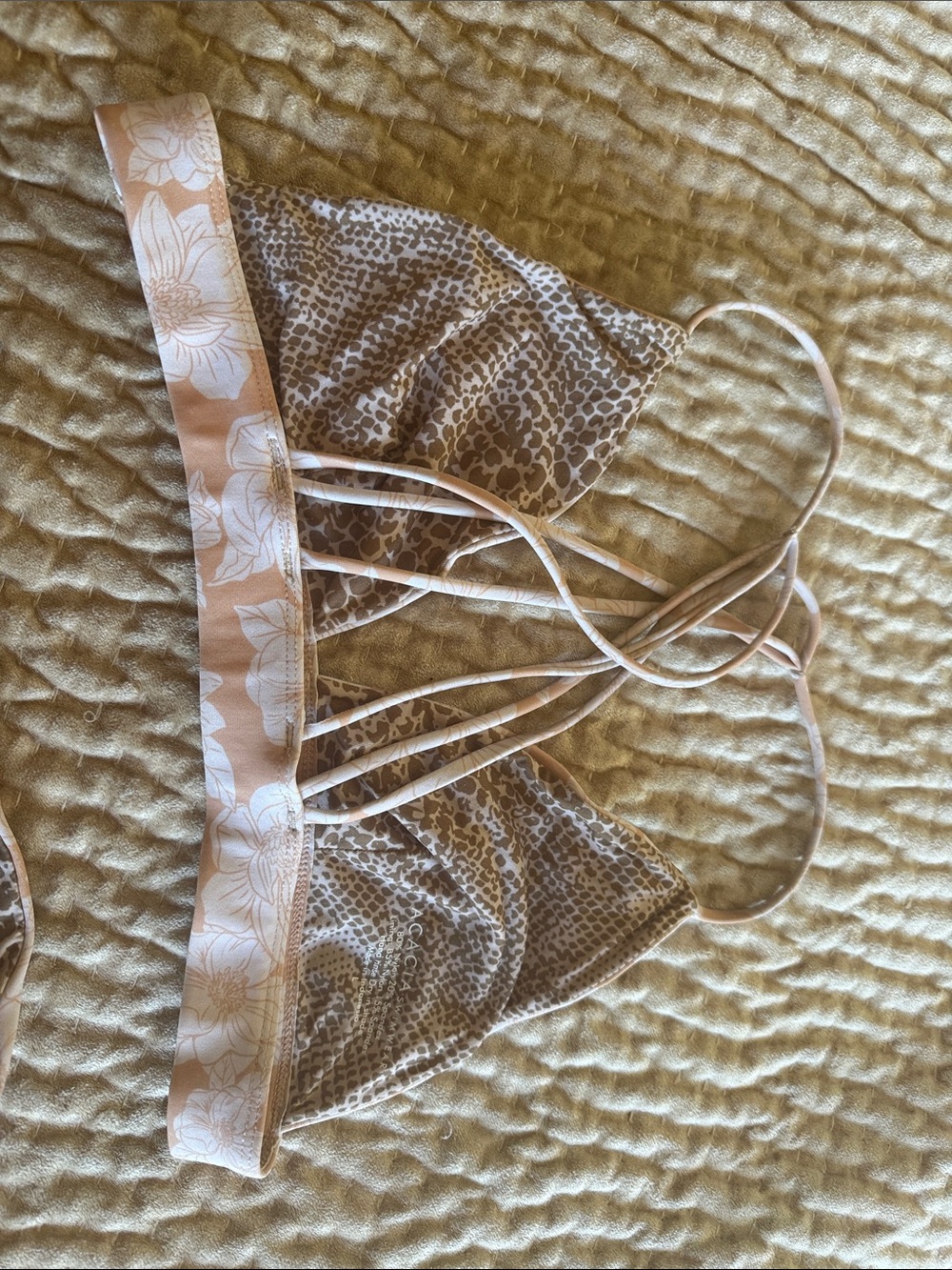 Acacia bikini - Picture 8 of 8